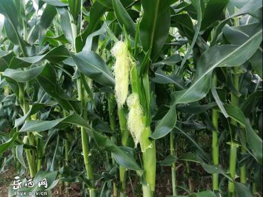 头陀：发展玉米产业，让百姓遇上“甜”生活