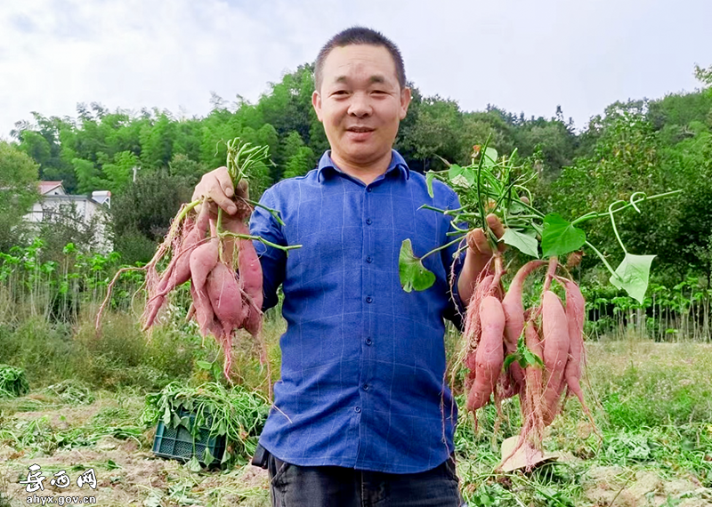 青天村：小香薯“飞”出大山促增收