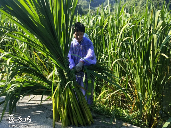 姚河：良种飞进深山 闯出致富新路